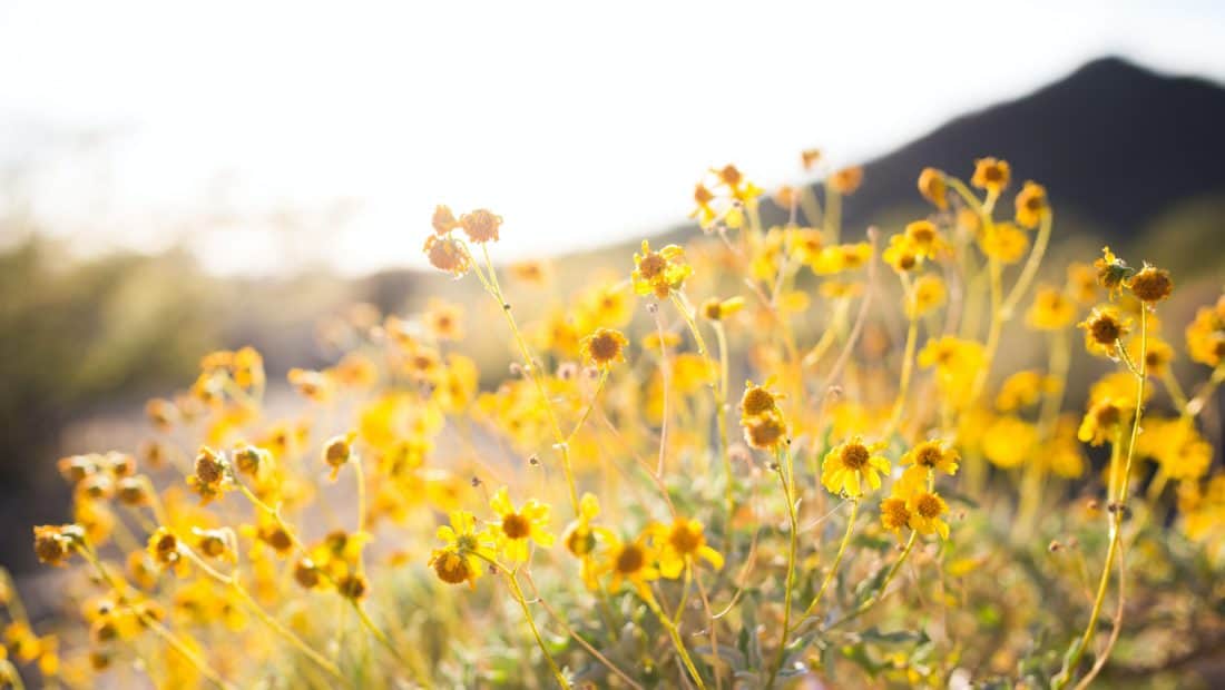 Close-up photo of yellow flowers.
